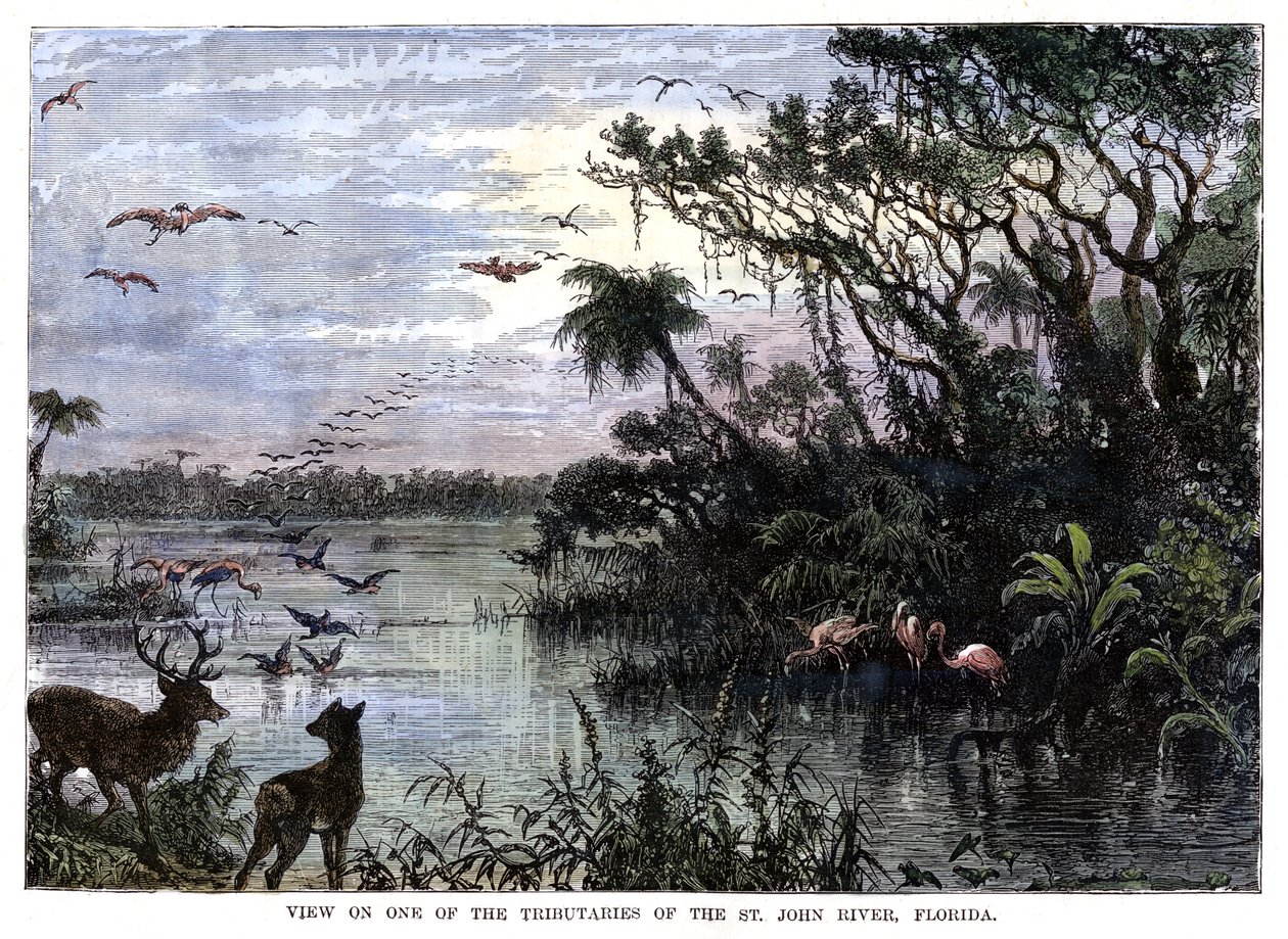 Utsikt över en av bifloderna till St John River, Florida, 1800-talet av Unbekannt