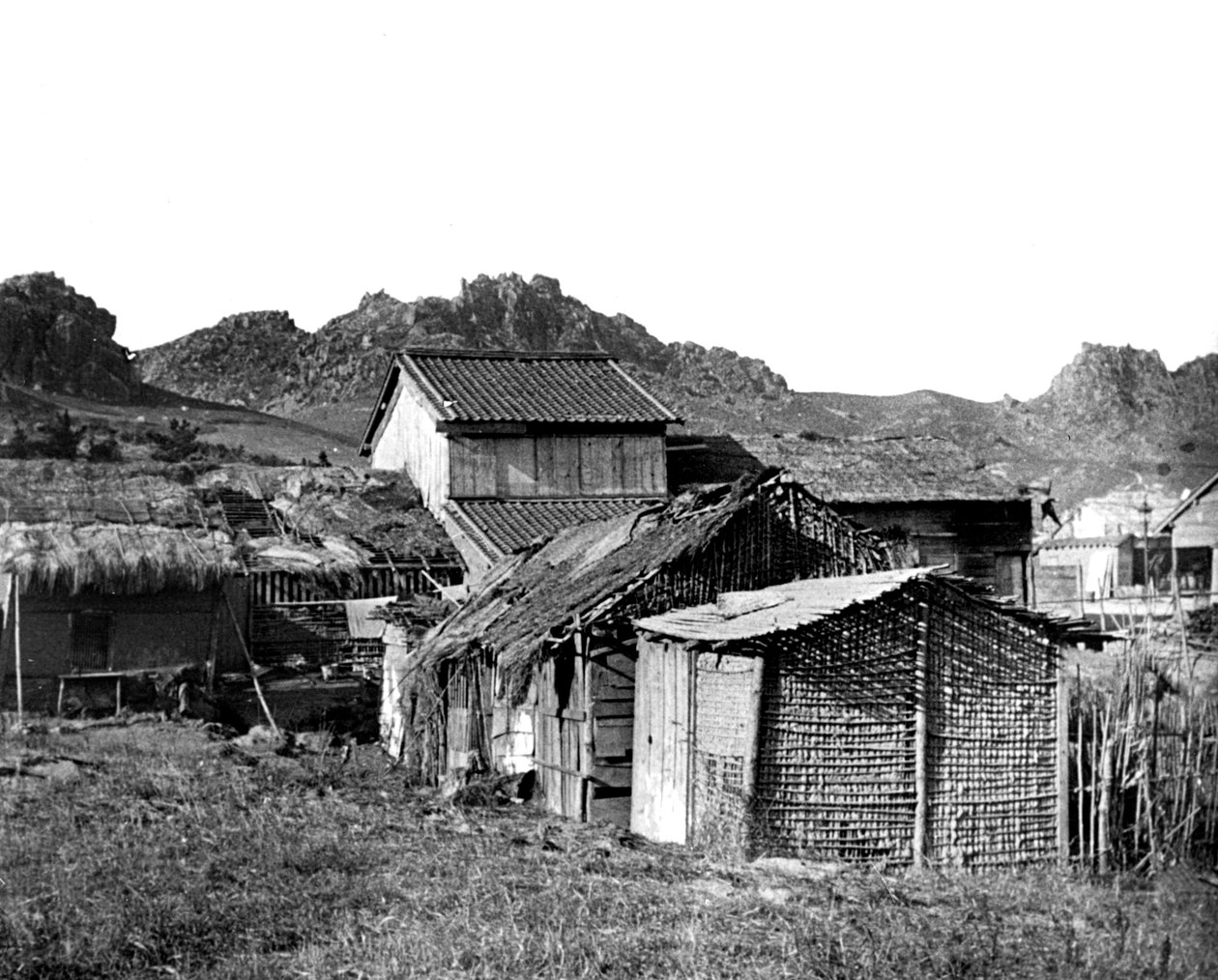 Bykojor i Korea, 1900 av Unbekannt