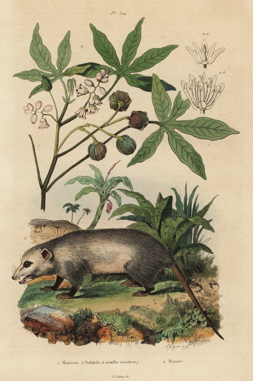 Virginia opossum, Didelphis virginiana 1 och kassava eller yuca, Manihot esculenta av Unbekannt