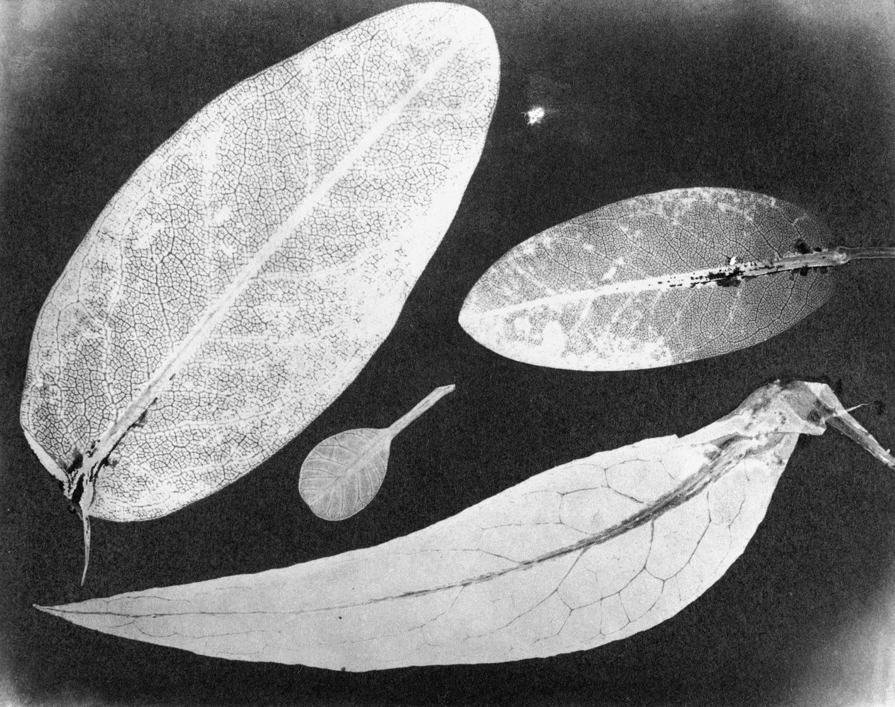 Vattenfixerat foto Fyra blad, sommaren 1839 av Unbekannt