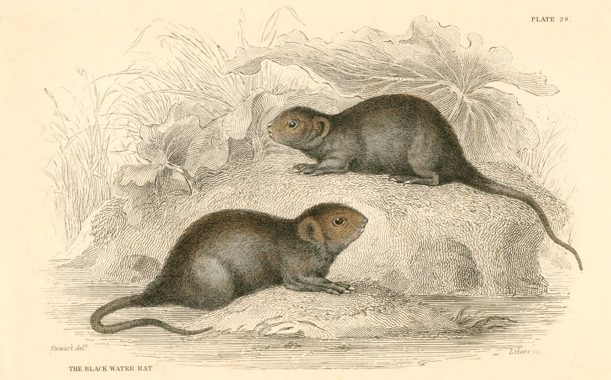 Vattensork Arvicola terrestris, även känd som svartvattenråttan, 1828 av Unbekannt