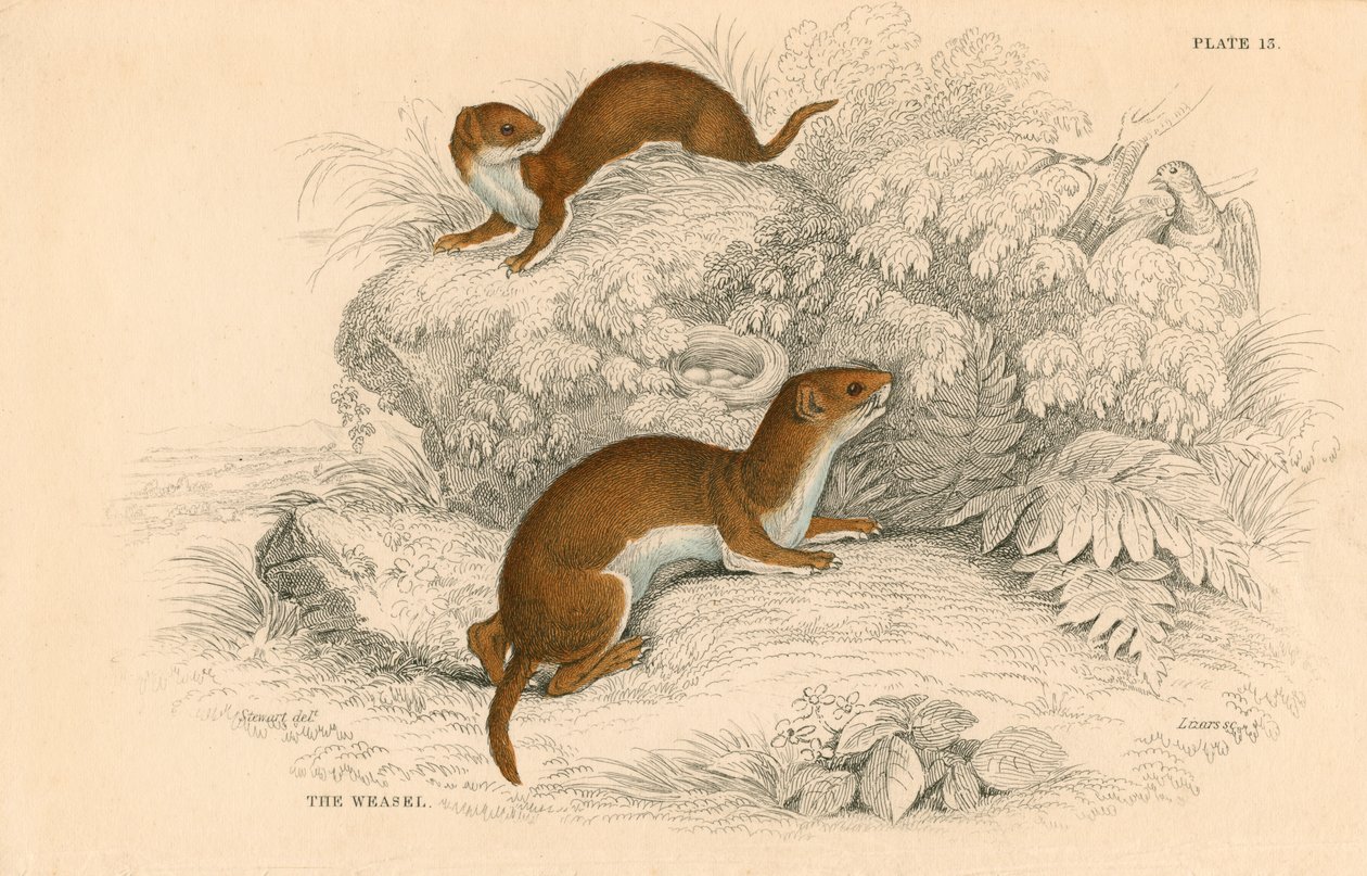 Vessel Putorius nivalisMustela vulgaris, den minsta europeiska köttätaren, 1828 av Unbekannt