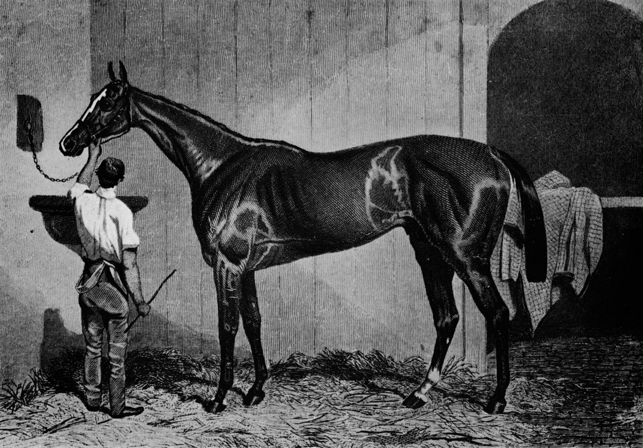 Västaustralien, 1850-1870, 1911 av Unbekannt