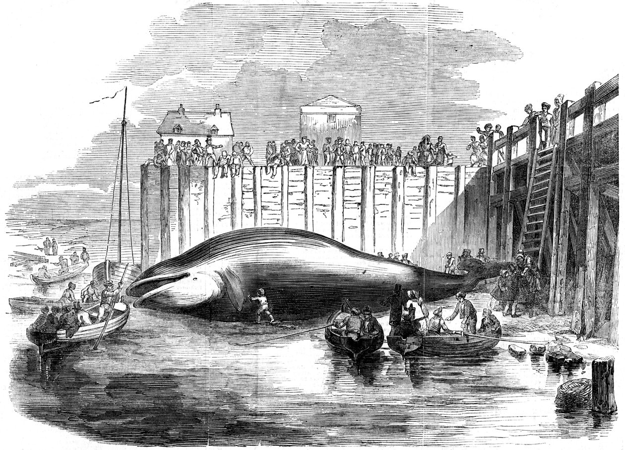 Val som fångats i Themsen, Grays, Essex, 1800-talet av Unbekannt