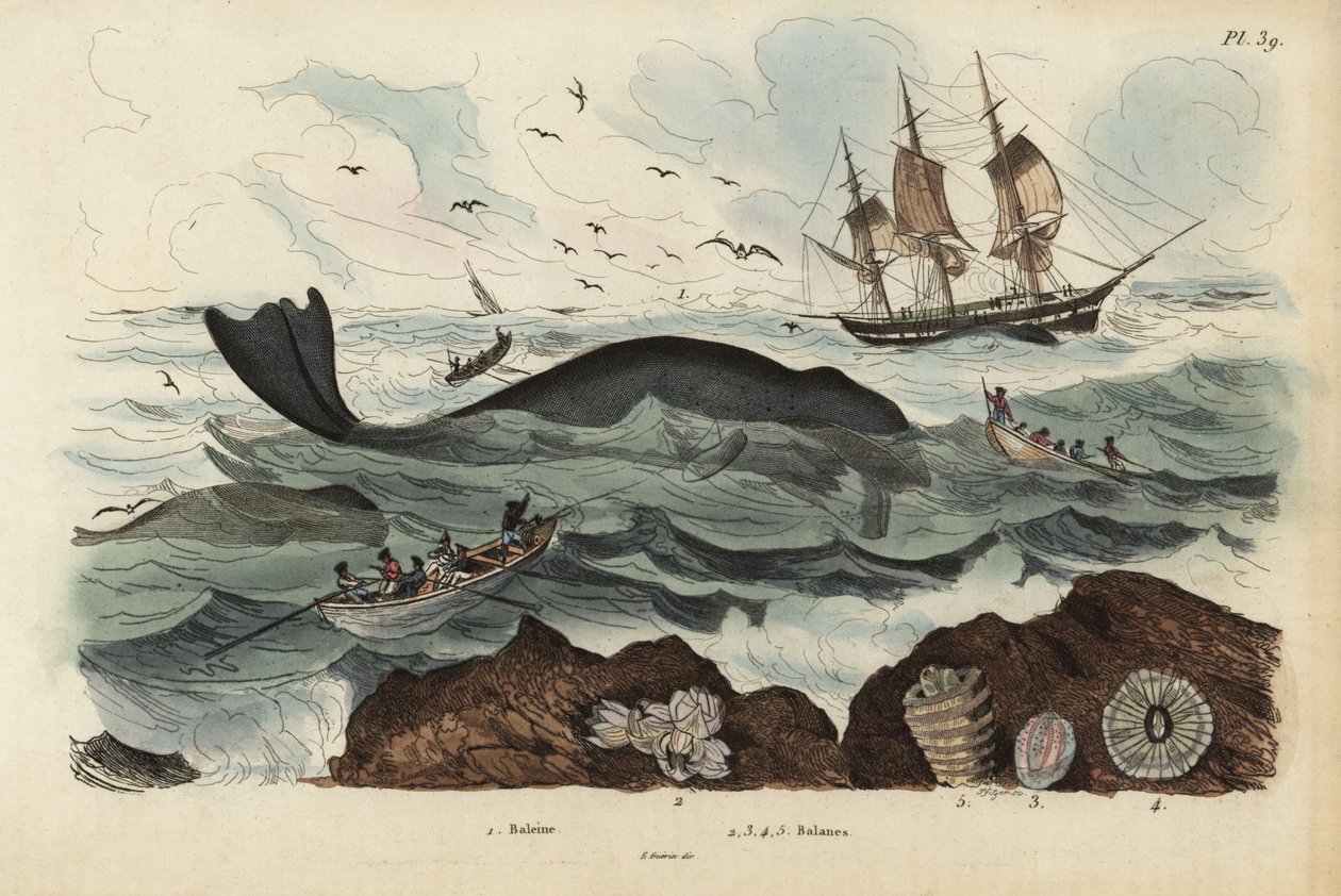 Valfångare som jagar en nordatlantisk högval, Eubalaena glacialis, hotad 1, och havstulpaner 2-5. Baleine, Balenes av Unbekannt