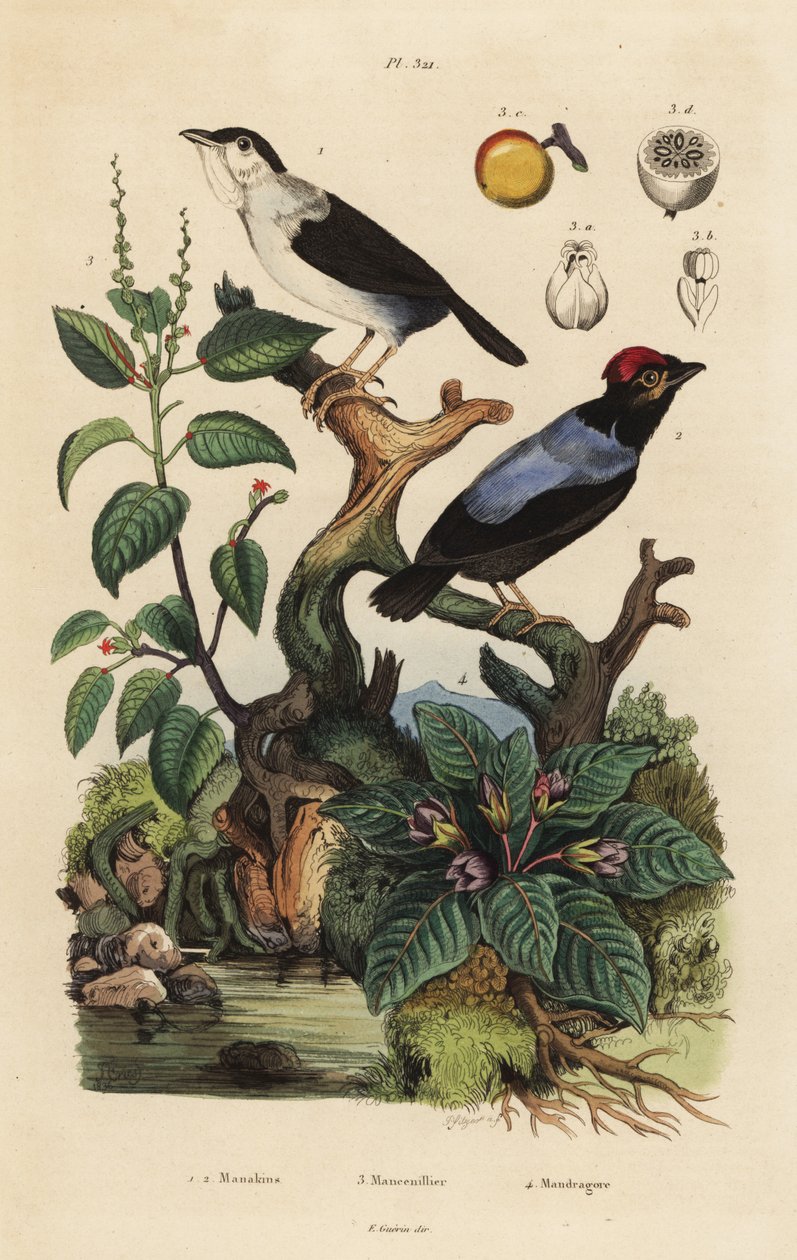Vitruffig manakim, carapace ultra, blåhinkad manakim, Chiroxyphea parayala, Manchanil-träd, Hippomanae sötvatten och mandrake, Mandragora officinarum av Unbekannt