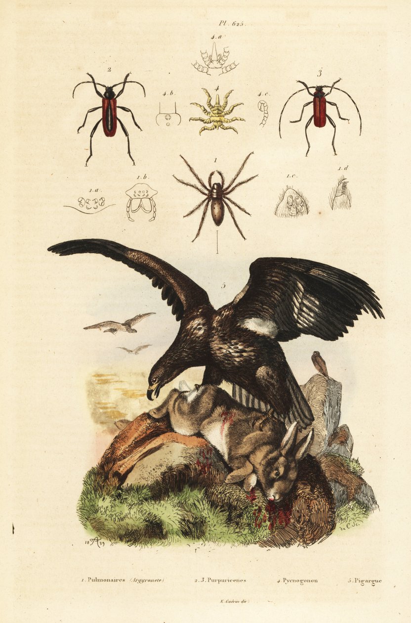 Havsörn, Haliaeetus albicilla 5, och byte, vattenspindel, Argyroneta aquatica 1, Purpuricenus skalbaggar av Unbekannt