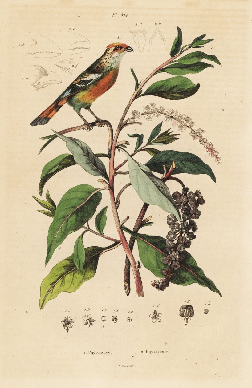 Vitspets växtskärare, Phytotoma rutil Phytolacca americana, amerikansk pokeweed av Unbekannt