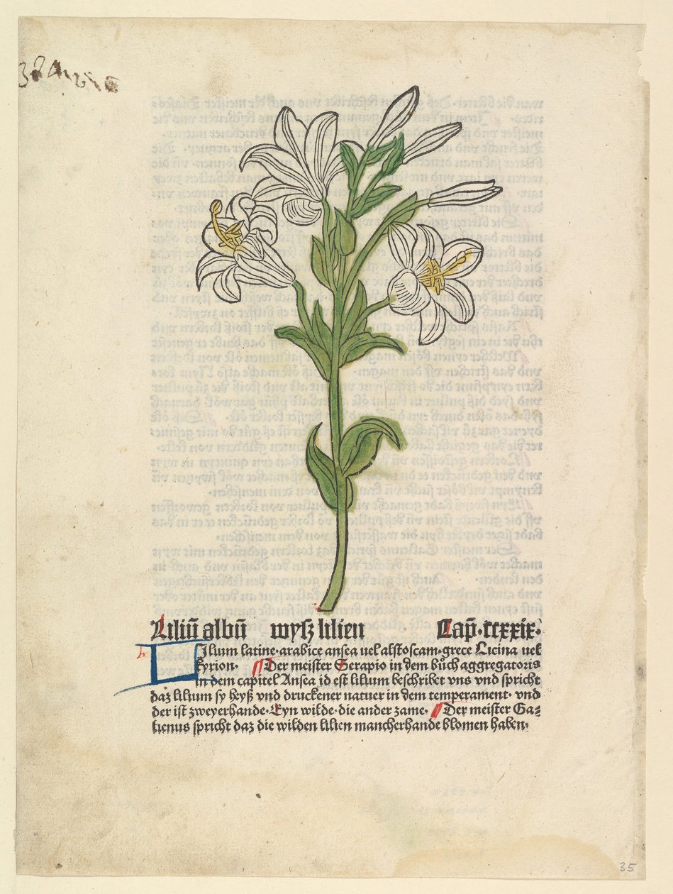 White Lily, illustration från Gart der Gesundheit Sch.4332, 28 mars 1485. av Unbekannt