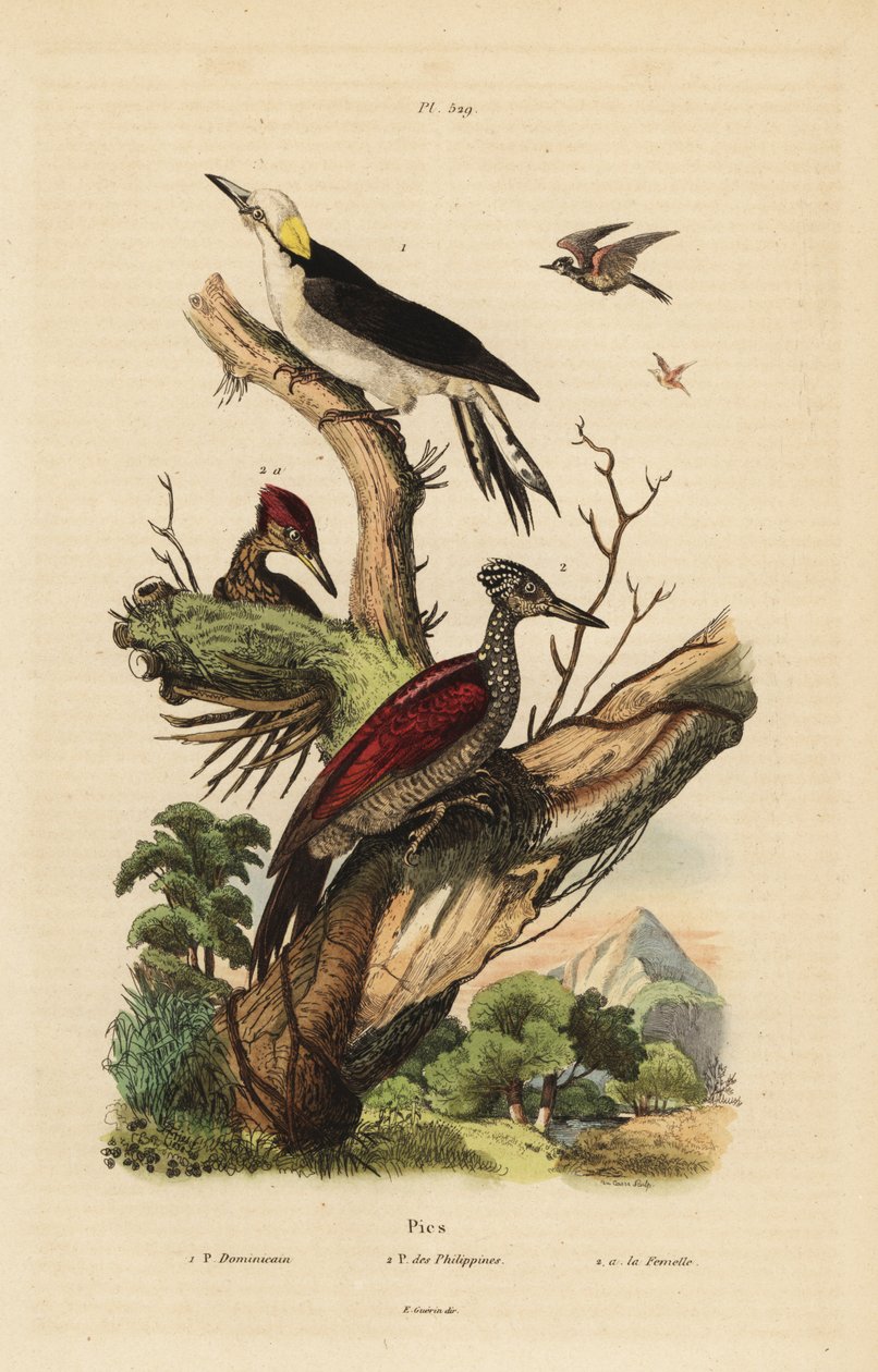 Vit hackspett, Melanerpes candidus, filippinsk pygmé hackspett, Yungipicus maculatus, hane och hona av Unbekannt
