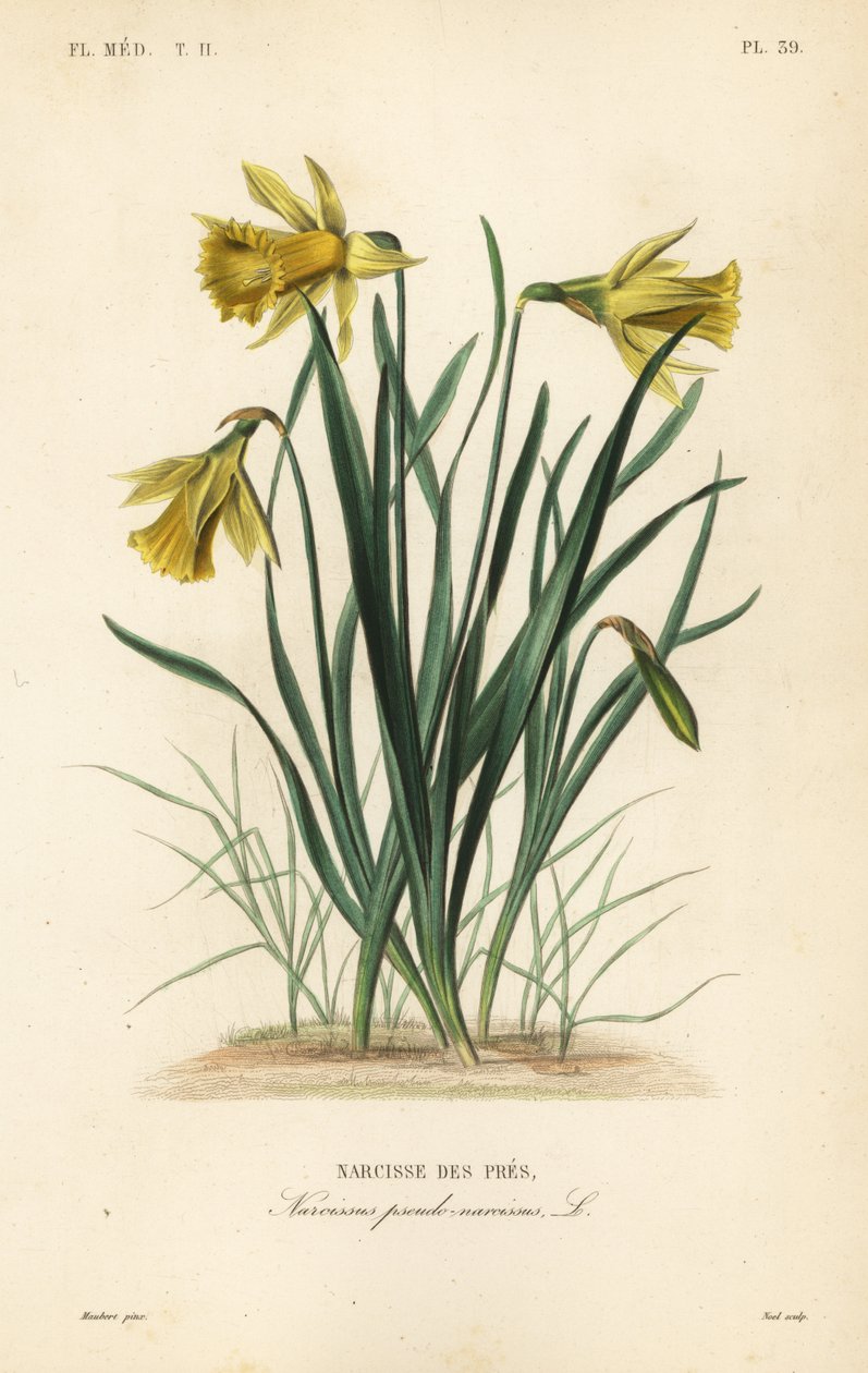 Vild påsklilja eller fastanslilja, Narcissus pseudonarcissus, Narcissus pseudo-narcissus, Narcisse des pres av Unbekannt