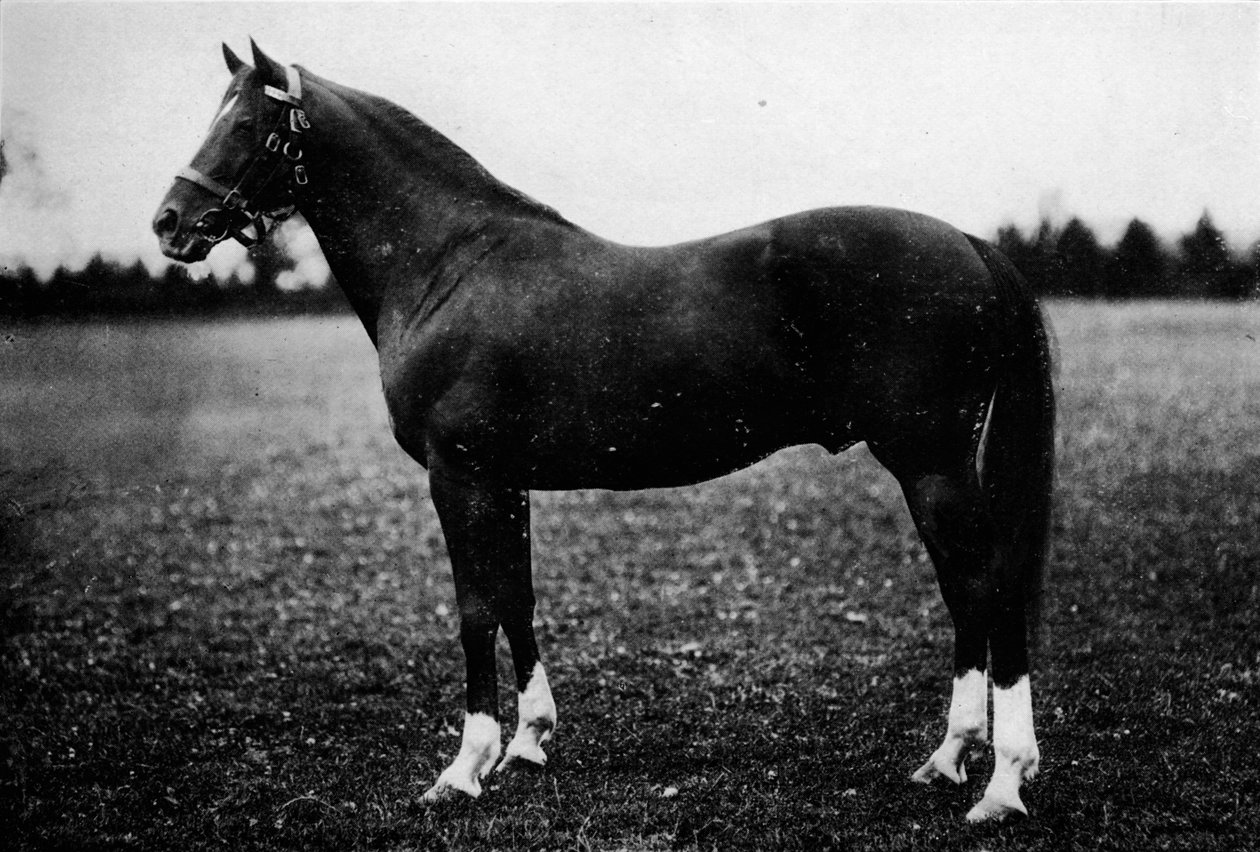 Wildfowler, 1800-talet, 1911 av Unbekannt