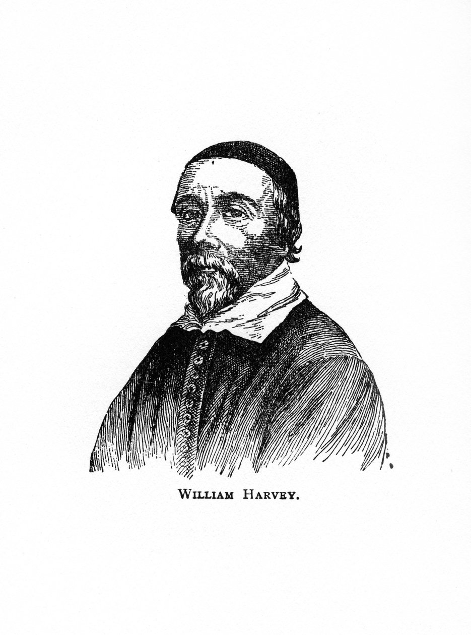 William Harvey, engelsk läkare från 1600-talet, 1900-talet av Unbekannt