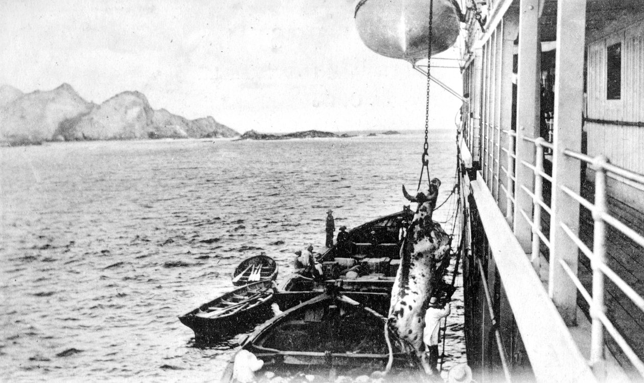 Vinschar en ko på en båt utanför Chiles kust, ca 1900-talet av Unbekannt
