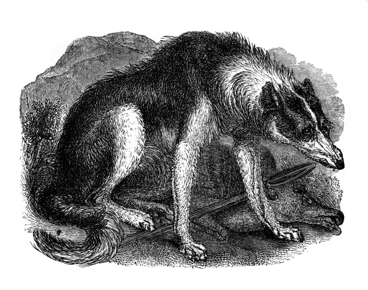 Varghund, 1848 av Unbekannt