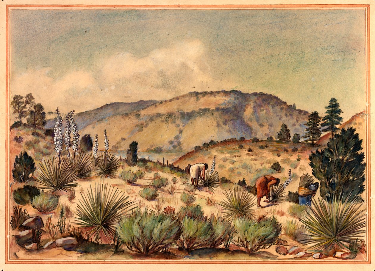 Kvinnor samlar Yucca-växter, 1900-talet. av Unbekannt