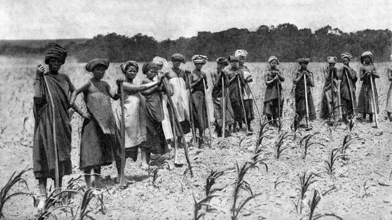 Kvinnor som hackar ett majsfält, Sydafrika, c1923 av Unbekannt