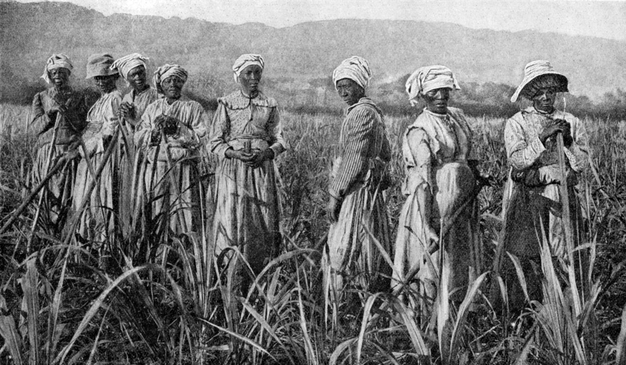 Kvinnor som sköter unga sockerrör på Jamaica, 1922 av Unbekannt