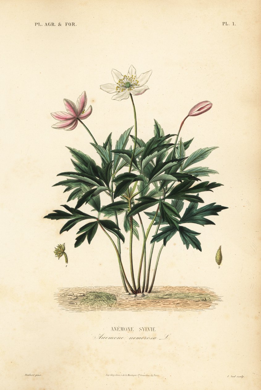 Skogsippor eller vindblomma, Anemone nemorosa, Anemone sylvie av Unbekannt
