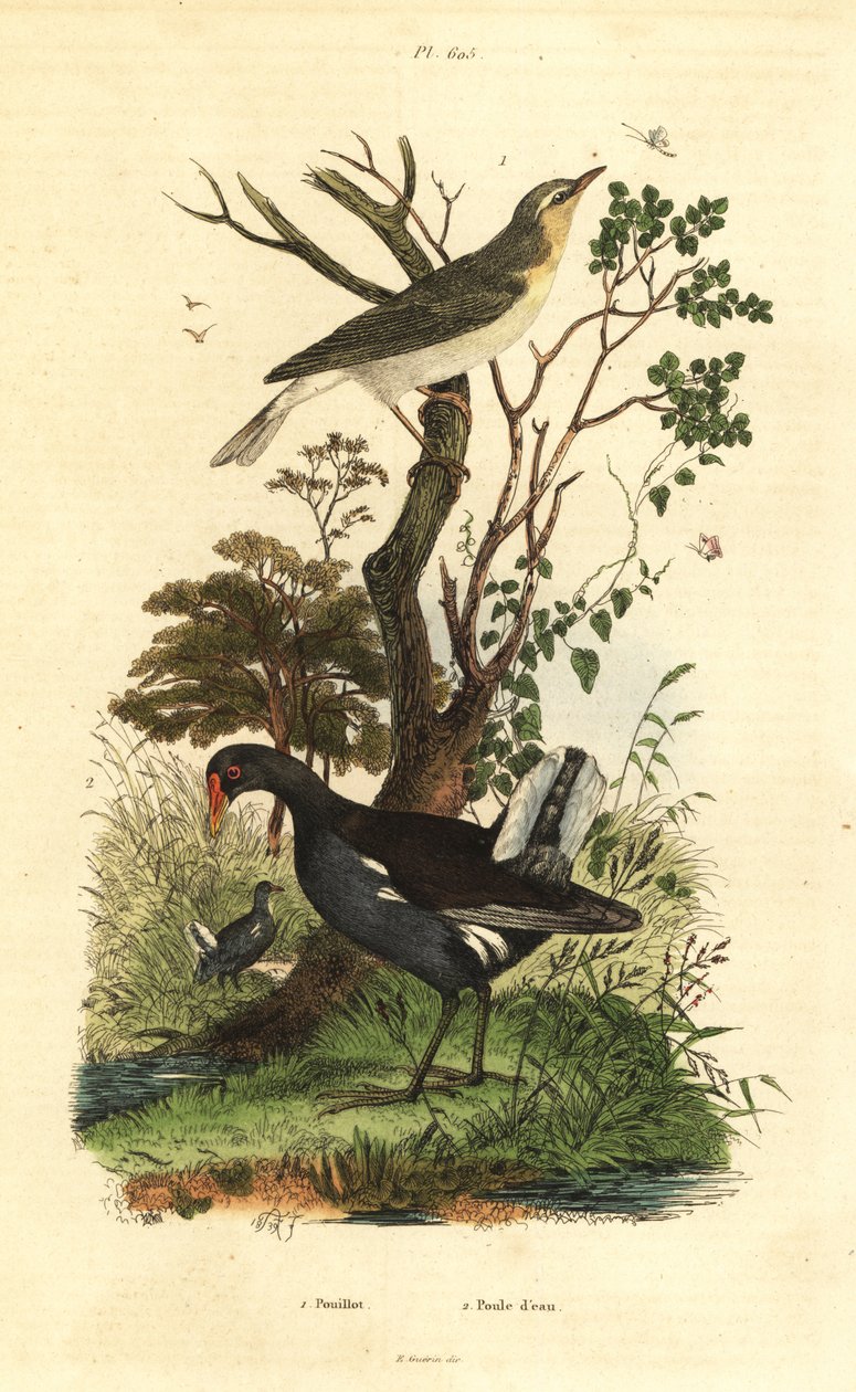 Skogsångare, Phylloscopus sibilatrix, och hedhöna, Gallinula chloropus av Unbekannt