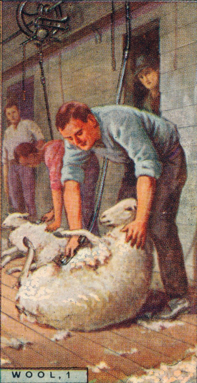 Ull, 1. - Shearing Sheep by Machinery, Australien, 1928 av Unbekannt