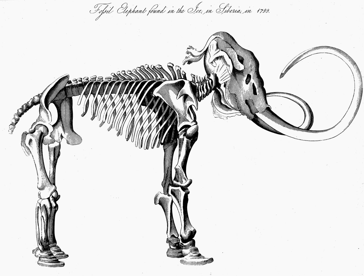Ulllig mammut Mammuthus skelett, 1830 av Unbekannt