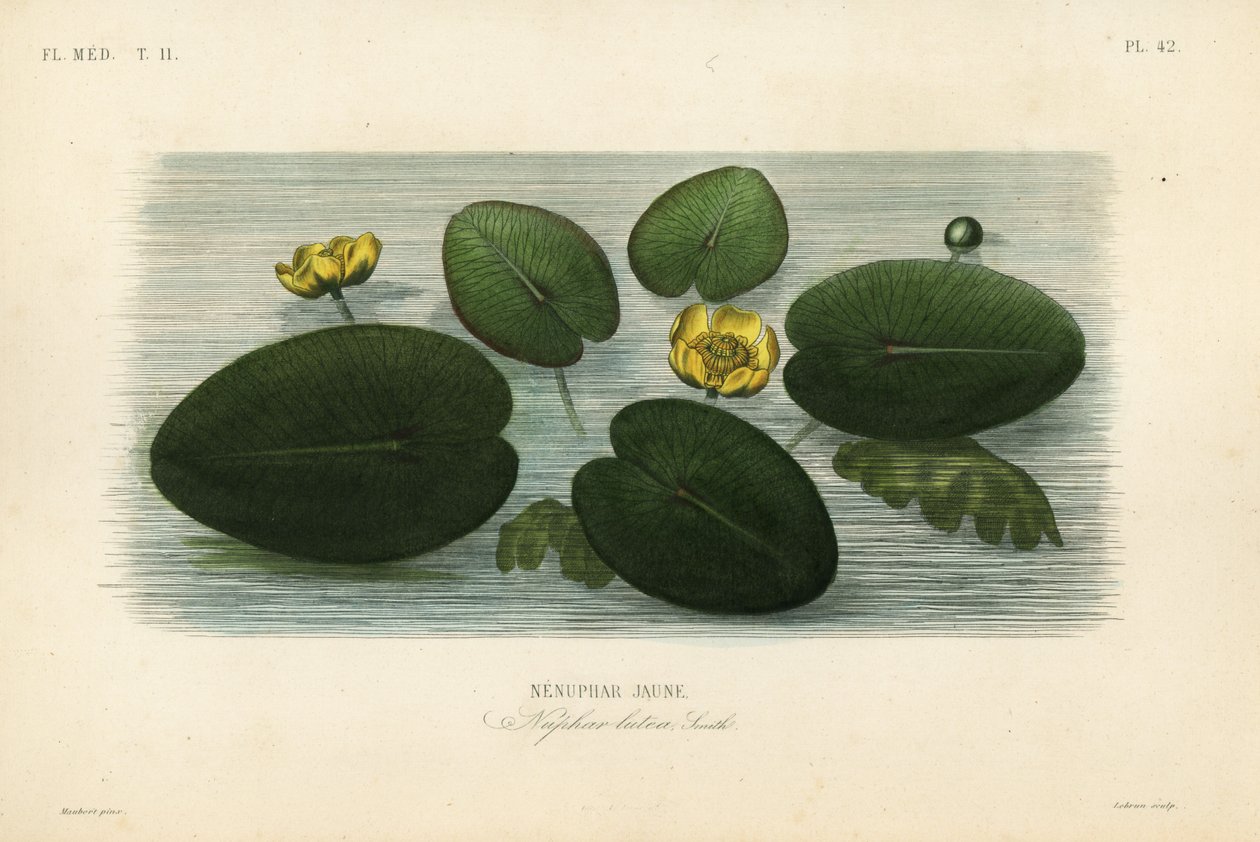 Gul näckros, Nuphar lutea, Nenuphar lutea, Nenuphar jaune av Unbekannt