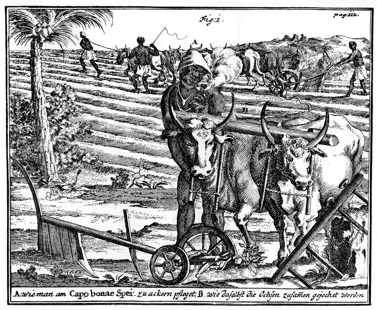 Okkar oxar och plöjningsfält, Sydafrika, 1700-talet 1931 av Unbekannt