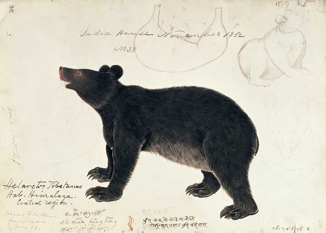 Tegning af en asiatisk sortbjørn, Ursus Tibetanus, fra den centrale region i Himalayaswed av Unbekannt Unbekannt