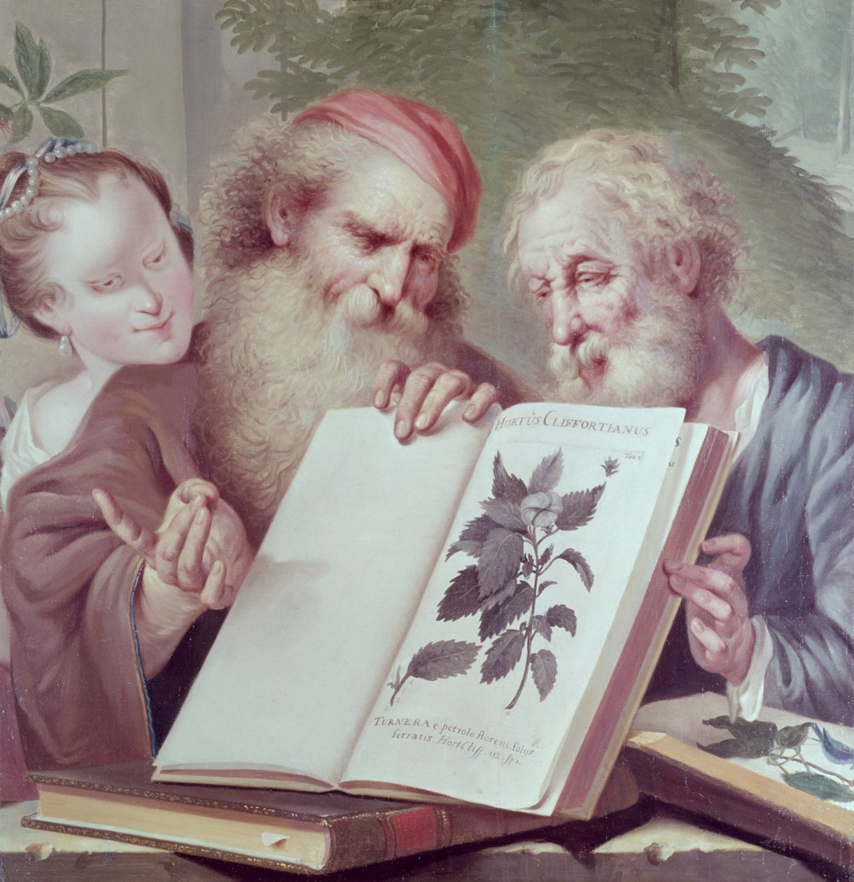 Illustration från Hortus Cliffortianus, av Carl Linnaeus (1707-78) publicerad Amsterdam 1737-38 av Unbekannt Unbekannt