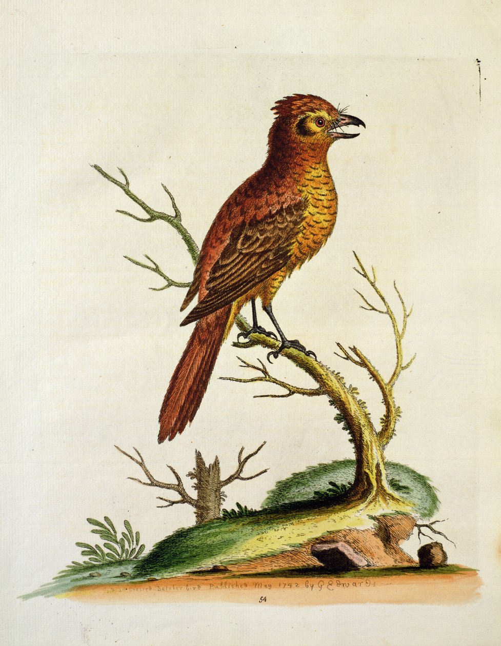 Indian Great Crested Bulcher Bird, pub. maj 1742 av G.E. Inard av Unbekannt Unbekannt