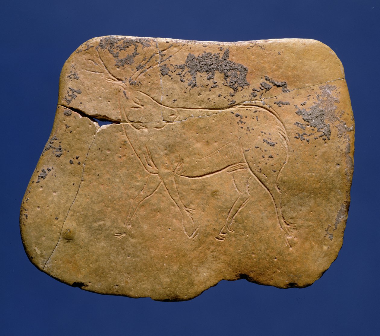 Renar, inskuren teckning på kalksten, paleolitikum, Magdalena V, från Laugerie Basse, Dordogne, c.12000 f.Kr. av Unbekannt Unbekannt