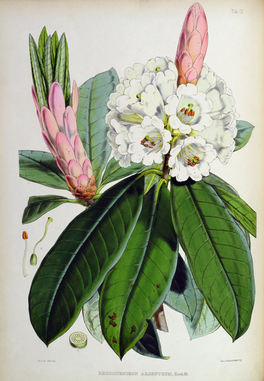 Rhododendron: Argenteum, från `The Rhododendrons of Sikkim-Himalaya, av J.D. Hooker, 1849-51 av Unbekannt Unbekannt