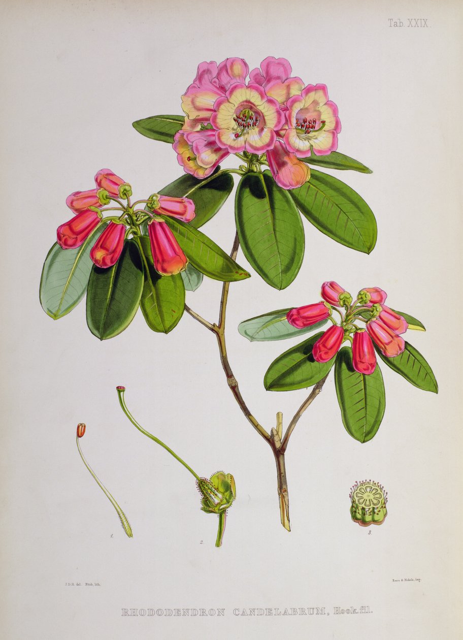 Rhododendron: Candelabrum, från `The Rhododendrons of Sikkim-Himalaya av J.D. Hooker, 1849-51 av Unbekannt Unbekannt