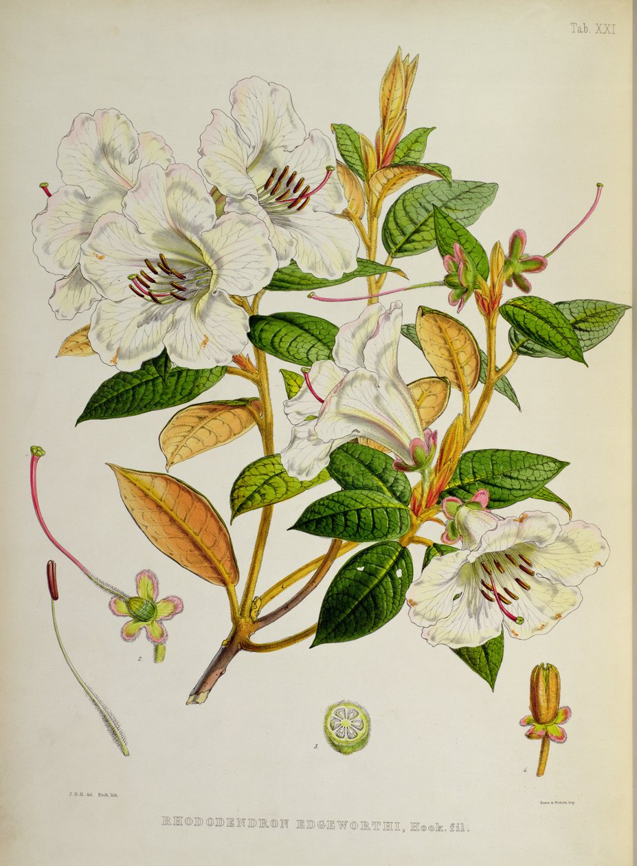 Rhododendron: Edgeworthi från `The Rhododendrons of Sikkim-Himalaya av J.D. Hooker 1849-51 av Unbekannt Unbekannt