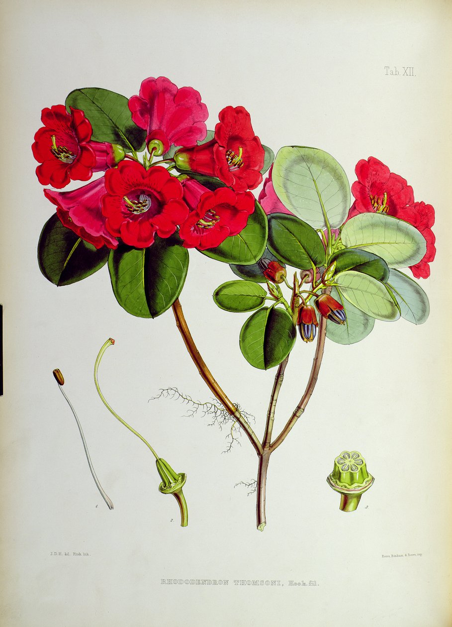 Rhododendron: Thomsoni, från `The Rhododendrons of Sikkim-Himalaya av J.D. Hooker 1849-51 av Unbekannt Unbekannt