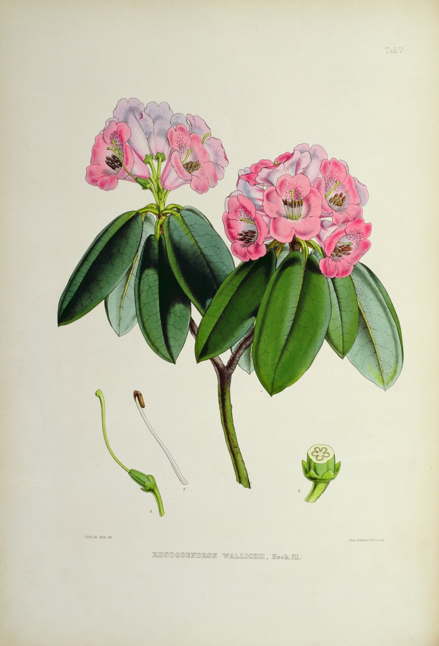 Rhododendron: Wallichii, från `The Rhododendrons of Sikkim-Himalaya av J.D. Hooker 1849-51 av Unbekannt Unbekannt