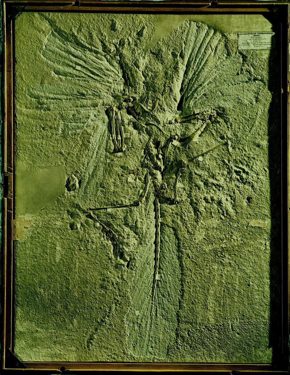 Skådespel av Archeopteryx lithographica av Unbekannt Unbekannt