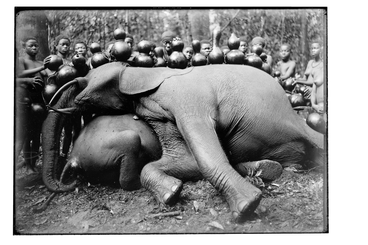Elefant, ca 1910 av Unbekannt Unbekannt