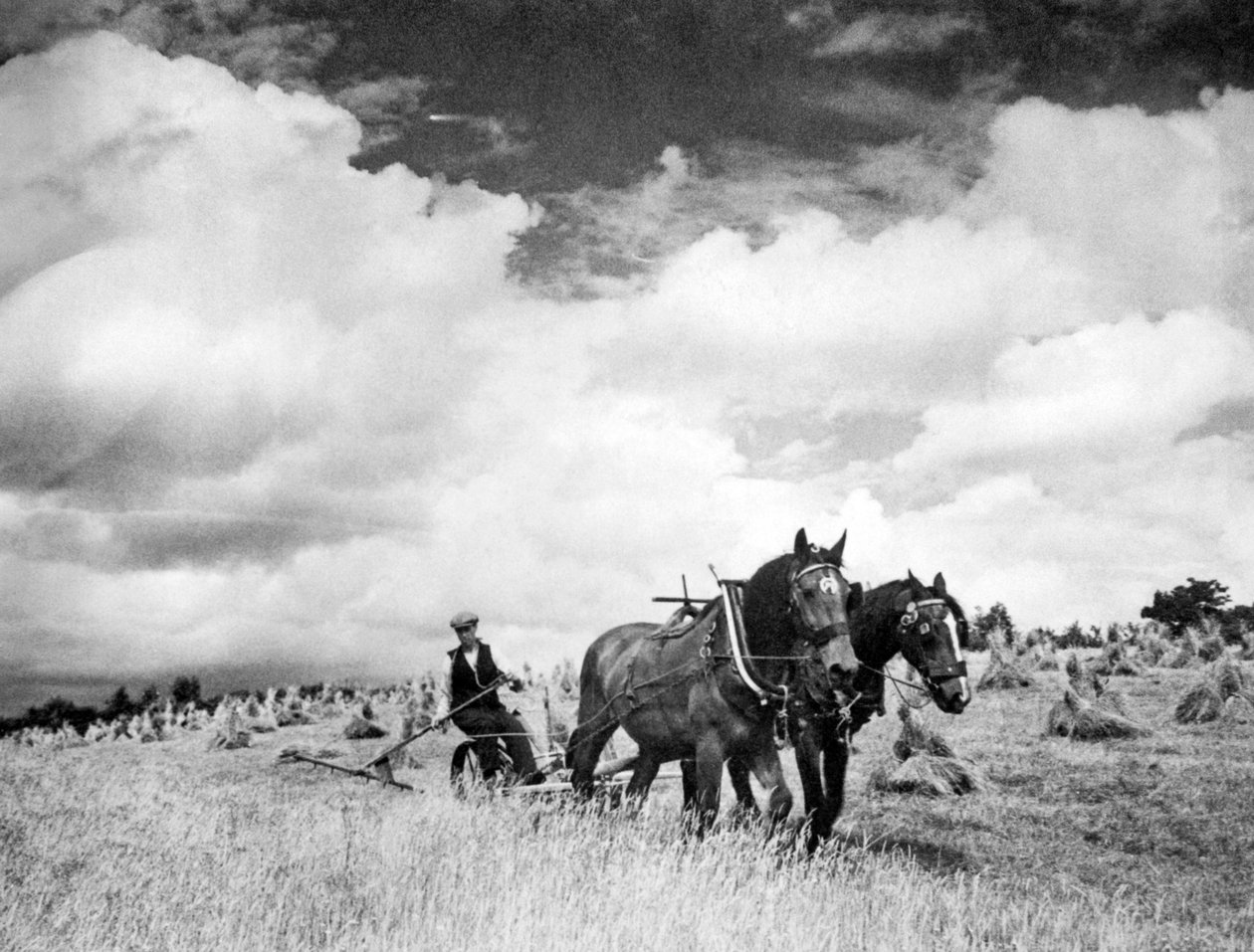 Skördar irländskt rågräs, 1940 av Unbekannt Unbekannt