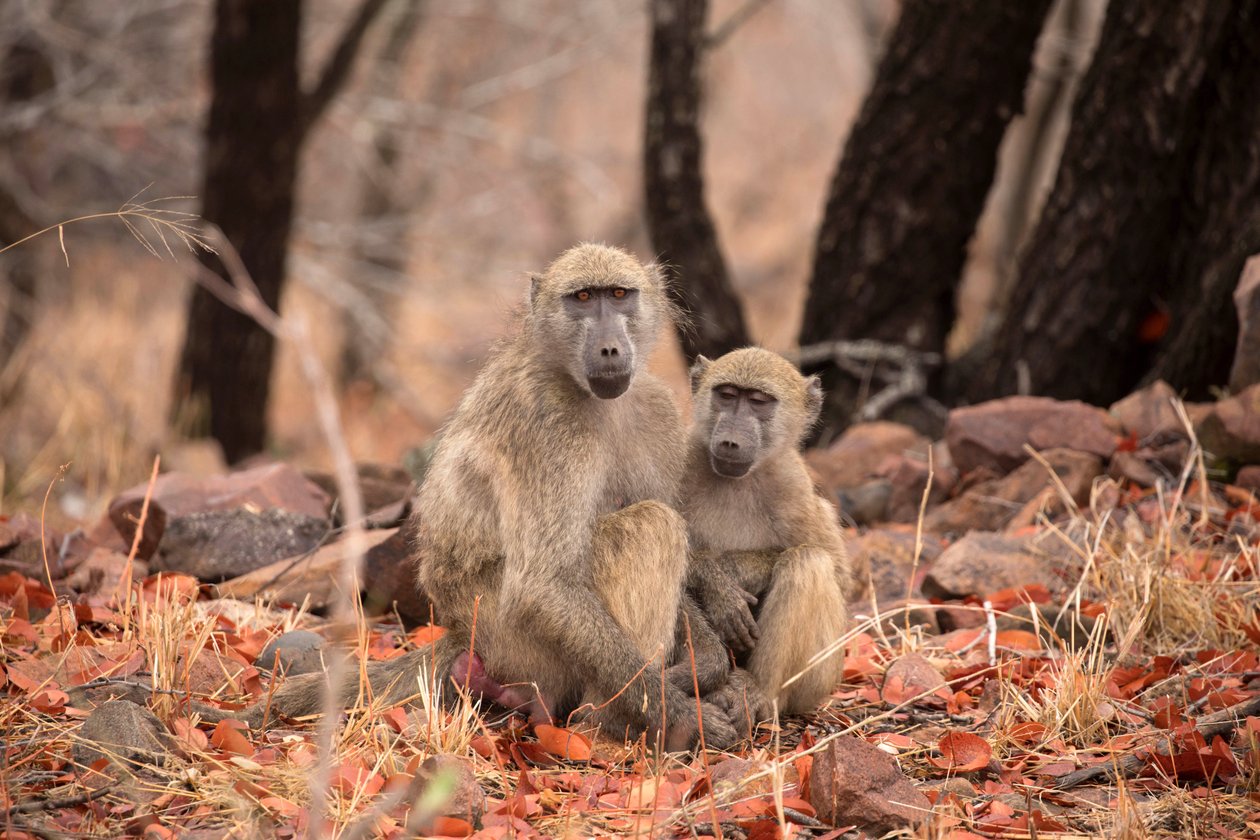 Kruger National Park, två Vervet-apor av Unbekannt Unbekannt