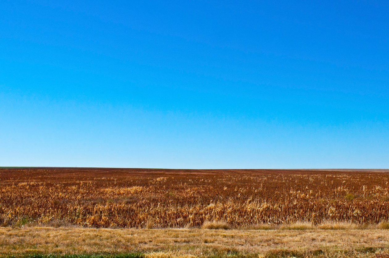 Sorghum redo för skörd, Eads, Colorado av Unbekannt Unbekannt