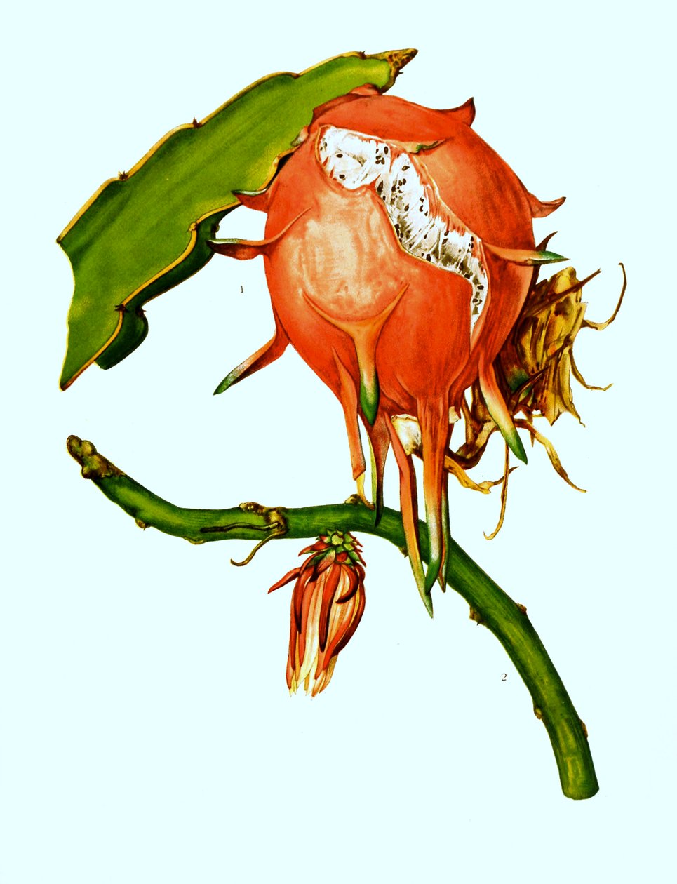 1. 2. Wilmattea minutiflora, kaktus, kaktus (Hylocereus undatus) av Unbekannter Künstler