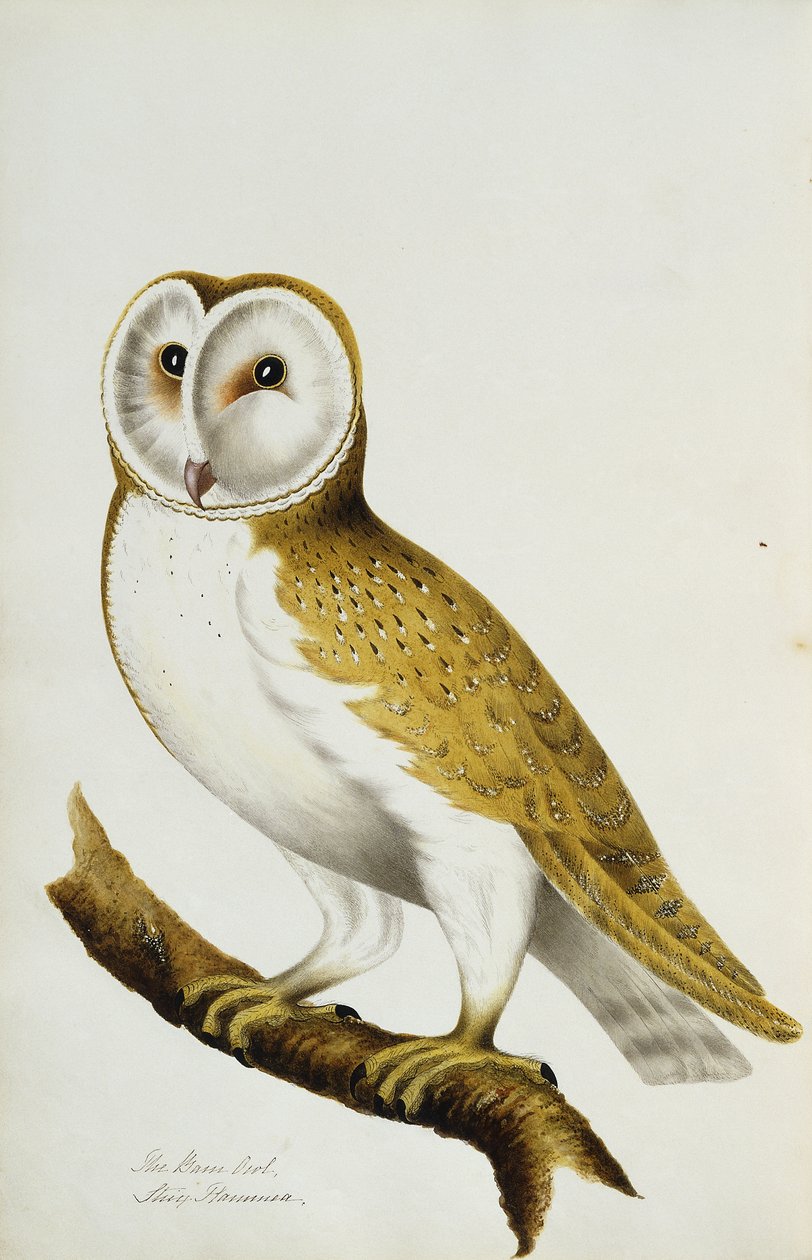 A Barn Owl, del av An Album of Watercolors of Birds and Their Eggs, ca. 1800 av Unbekannt