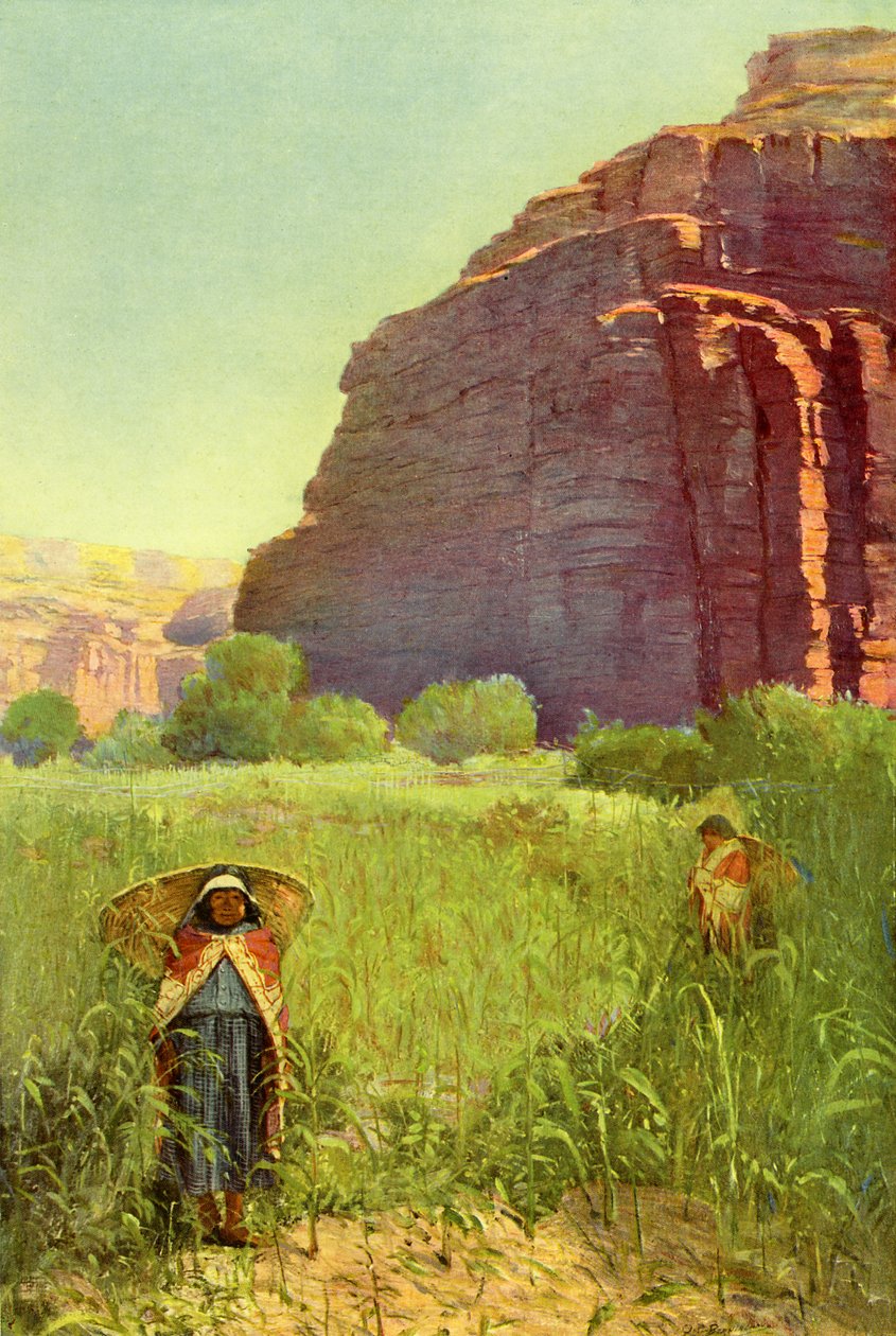 A Supai majsfält - Cataract Canyon av Unbekannter Künstler