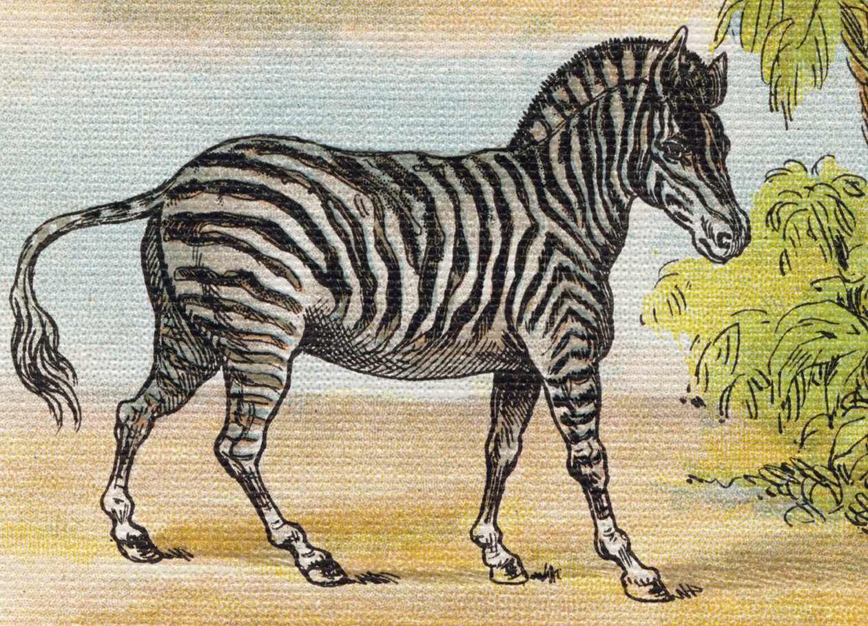 En zebra. Gravyr i "Alphabet de ma petite fille". Bernardin-Bechet och Fils, bokhandlare-förlag, Paris, omkring 1895. Okrossbart album på duk. Bibliotheque des Bebes. 12 sidor. Album innehållande en läsmetod och en illustrativ abecedary. Dämpa: av Unbekannt