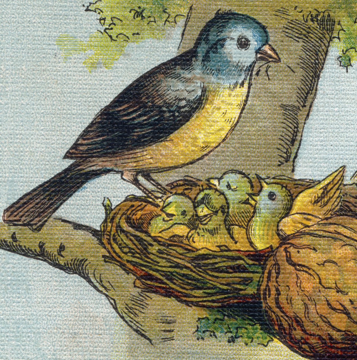 En fågel matar sina ungar i ett bo. Gravyr i "Alphabet de ma petite fille". Bernardin-Bechet och Fils, bokhandlare-förlag, Paris, omkring 1895. Okrossbart album på duk. Bibliotheque des babes. 12 sidor. Album innehållande en läsmetod och en illu av Unbekannt