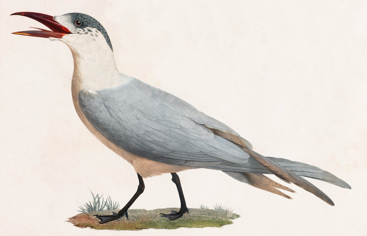 En färgillustration av en fågel av Unbekannt