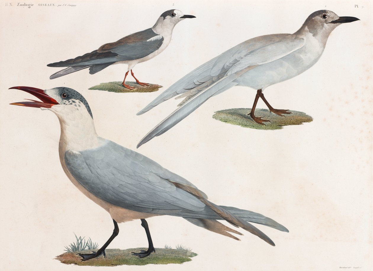 En helsidesserie med färgillustrationer av fåglar av Unbekannt