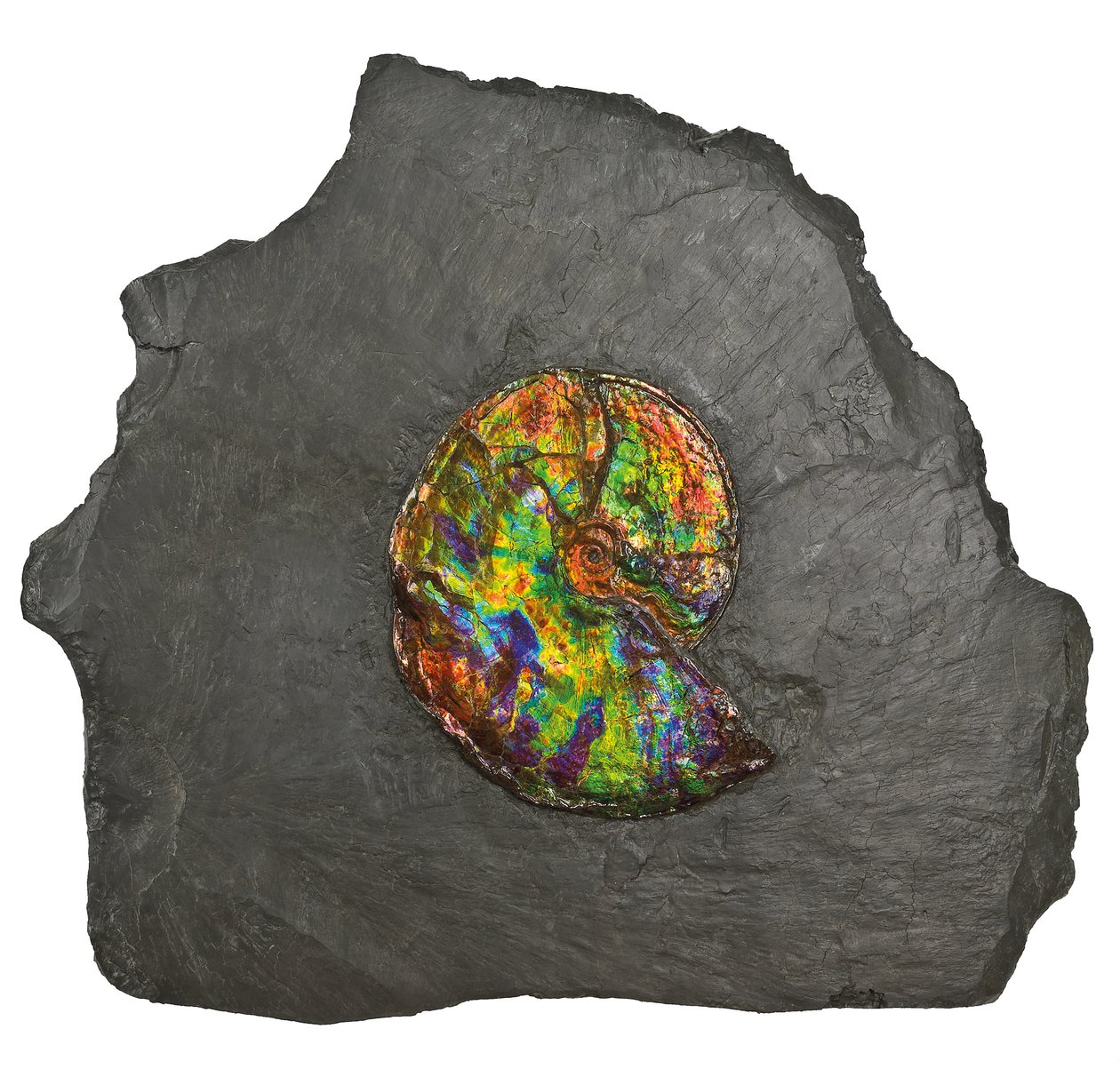 En stor iriserande ammonit, från Kanada (fossil) av Unbekannt